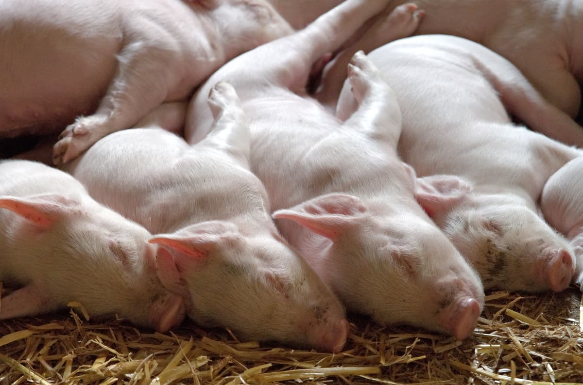 Free farmed piglets